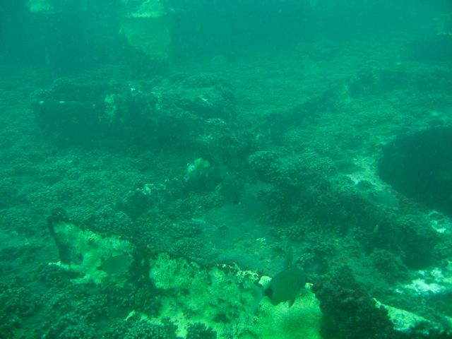 Coral on Deck