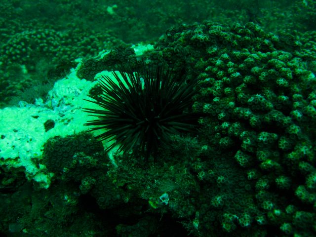 Sea Urchin on USS Indra 