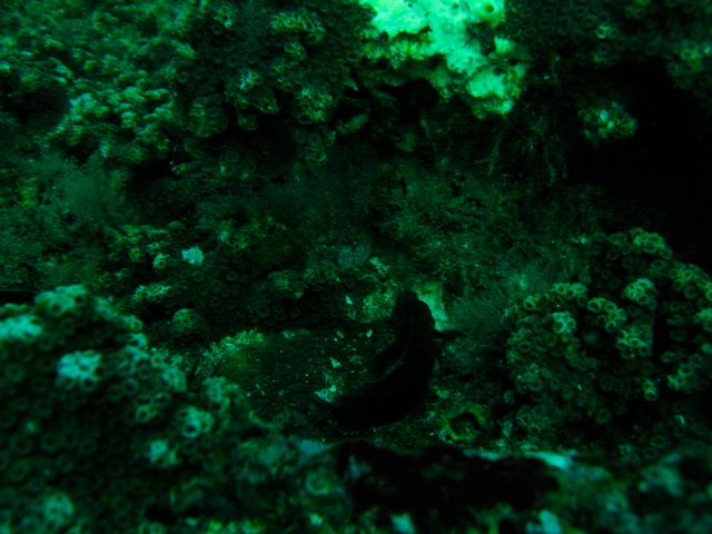 Fish on USS Indra Deck