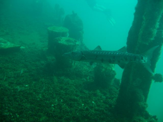 Barracuda on USS Indra