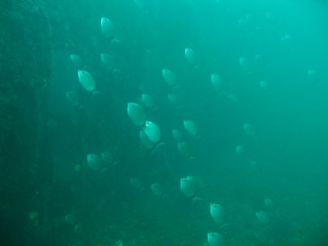 Fish Life on the Indra