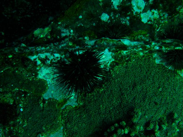 Sea Urchin Hiding on USS Indra Deck