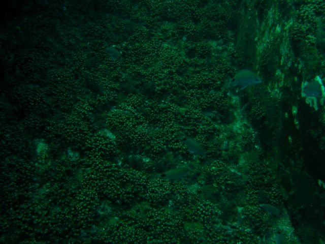 School of Fish on USS Indra