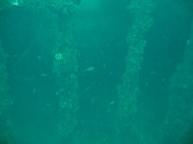 Fish Life on the Indra