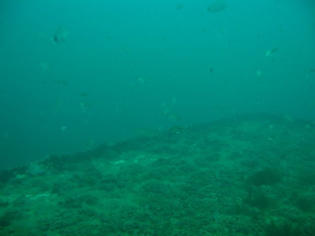 Fish Life on the Indra