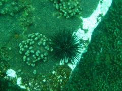 Urchins on the Indra