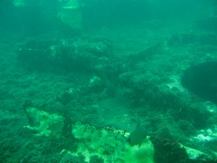 Coral on Deck