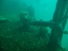 Barracuda on USS Indra