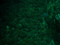 School of Fish on USS Indra