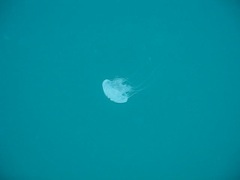 Jelly Fish
