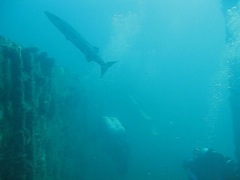 Diving on the USS Indra