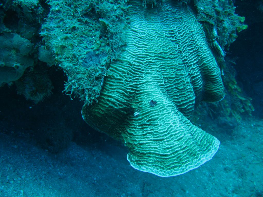 Jamaica Reef Wall Coral