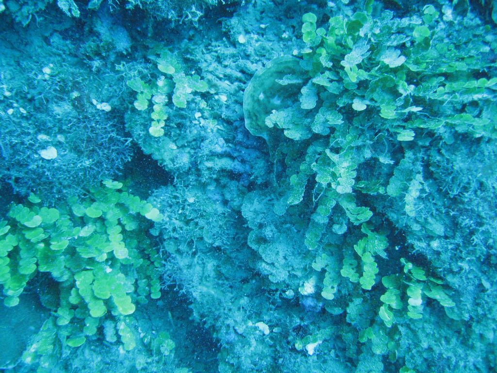 Jamaica Reef Wall Coral