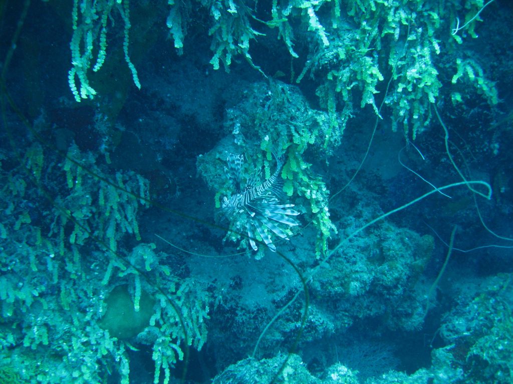 Lion Fish on Jamaica Reef Wall