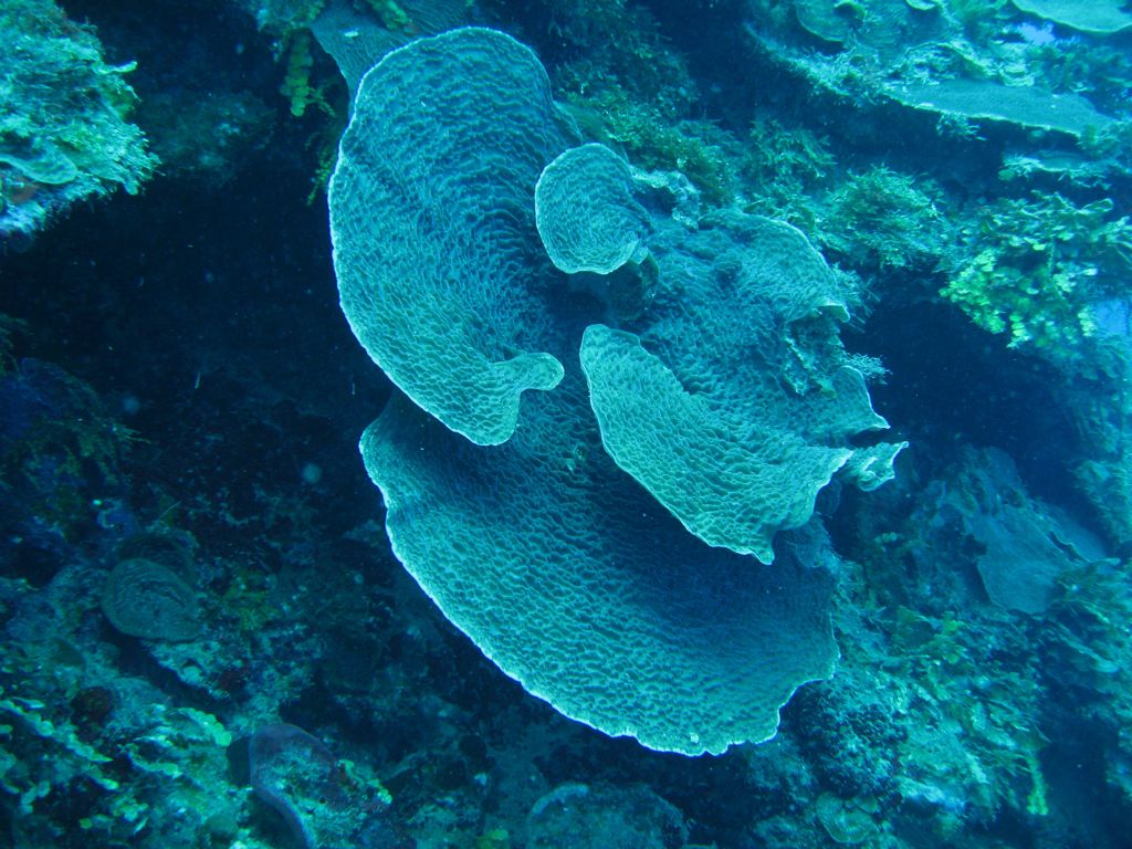 Jamaica Reef Wall Coral