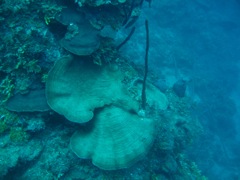 Jamaica Reef Wall Coral