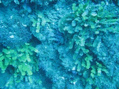 Jamaica Reef Wall Coral