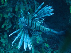 Lion Fish on Jamaica Reef Wall