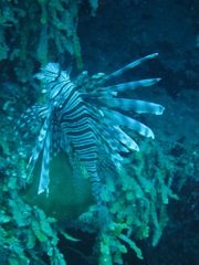 Lion Fish on Jamaica Reef Wall