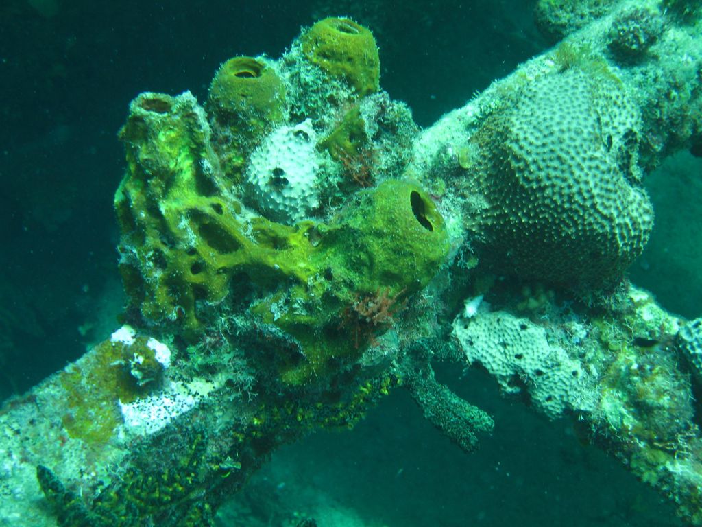 Coral on The Katherine Wreck