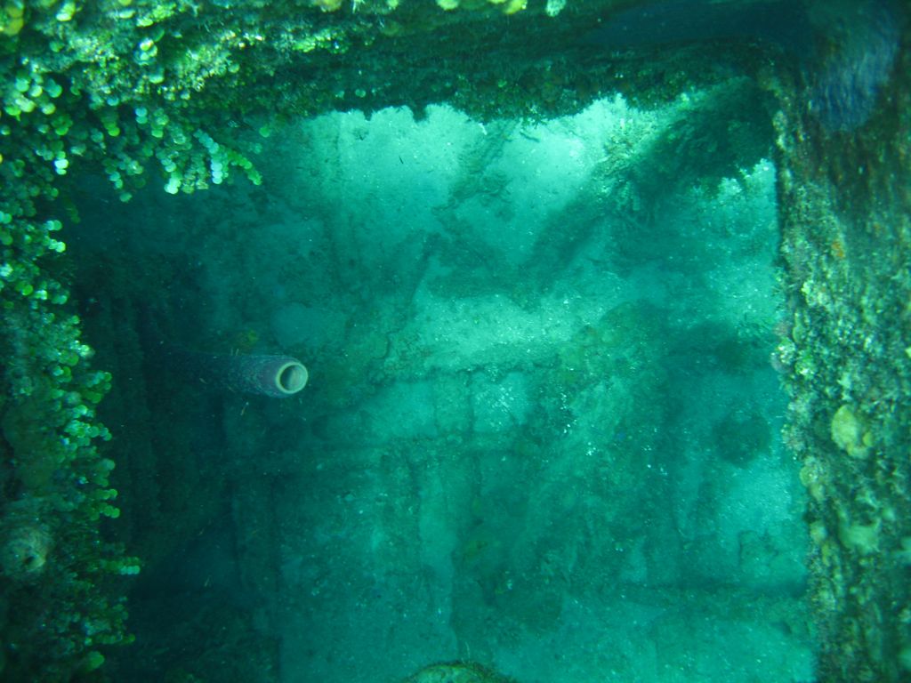 Coral on The Katherine Wreck