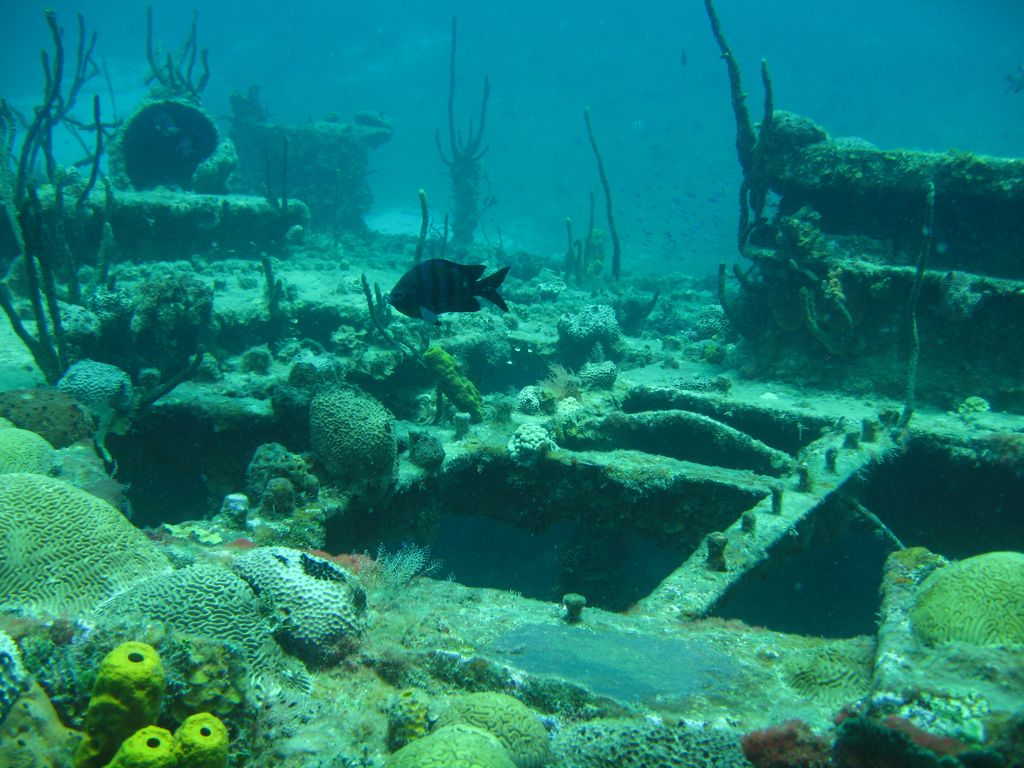 Coral on The Katherine Wreck