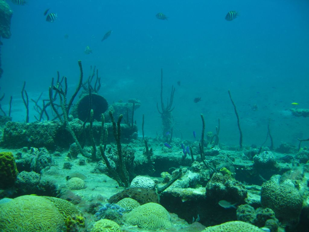 Coral on The Katherine Wreck