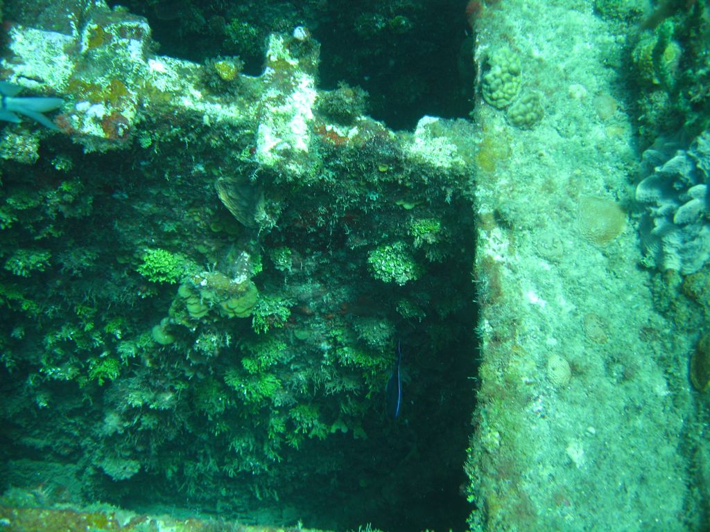 Coral on The Katherine Wreck