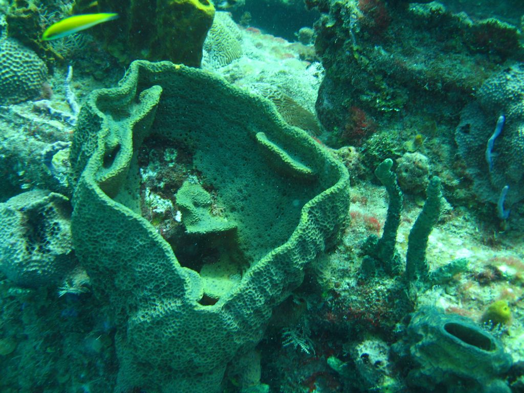 Coral on The Katherine Wreck