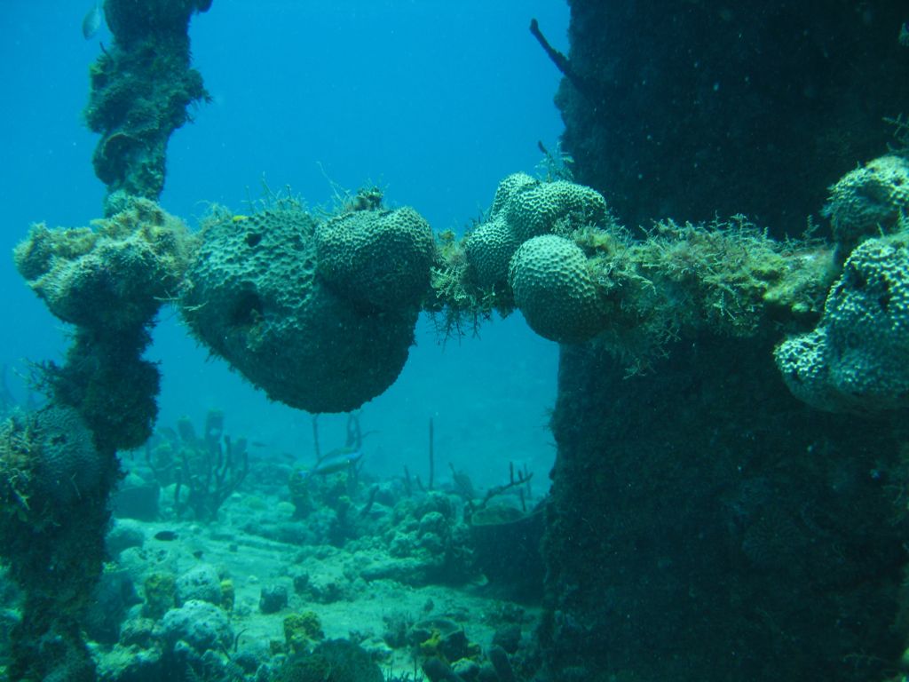 Coral on The Katherine Wreck