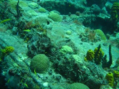 Coral on The Katherine Wreck