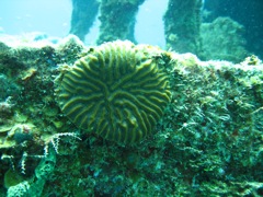 Coral on The Katherine Wreck