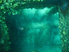 Coral on The Katherine Wreck