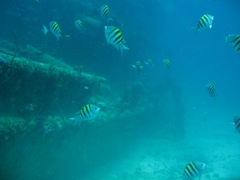 Sergeant Major Fish on Wreck of The Katherine