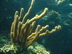 Ravine near The Katherine Wreck