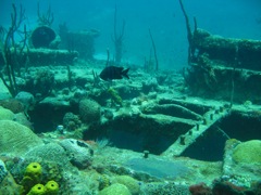 Coral on The Katherine Wreck