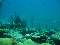 Coral on The Katherine Wreck