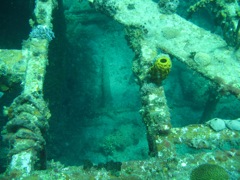 Coral on The Katherine Wreck