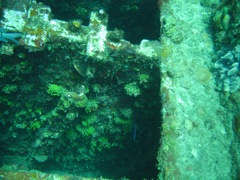 Coral on The Katherine Wreck
