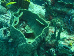 Coral on The Katherine Wreck