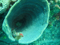 Coral on The Katherine Wreck